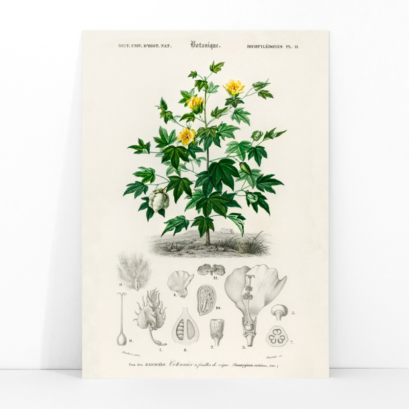 Gossypium vitifolium