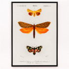Orange moths
