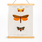 mariposas laranja