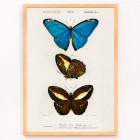 Farfalle blu e marroni