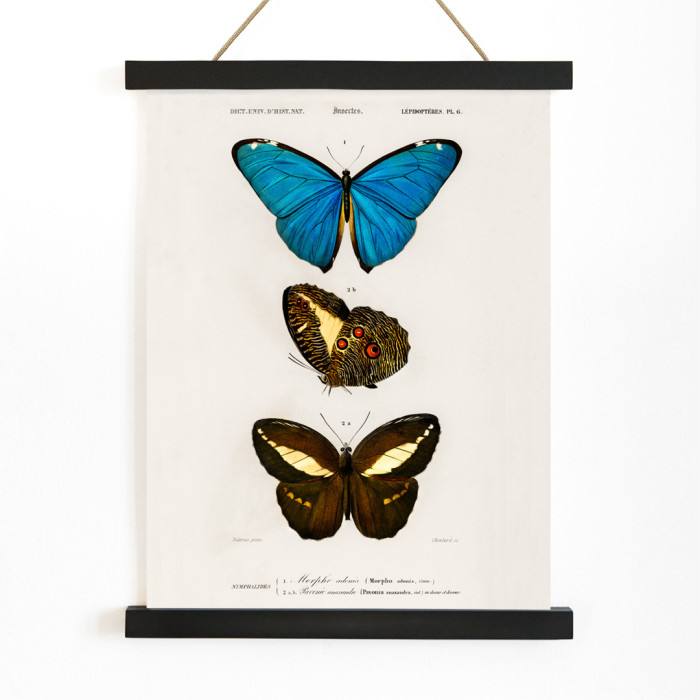 Blue & Brown Butterflies