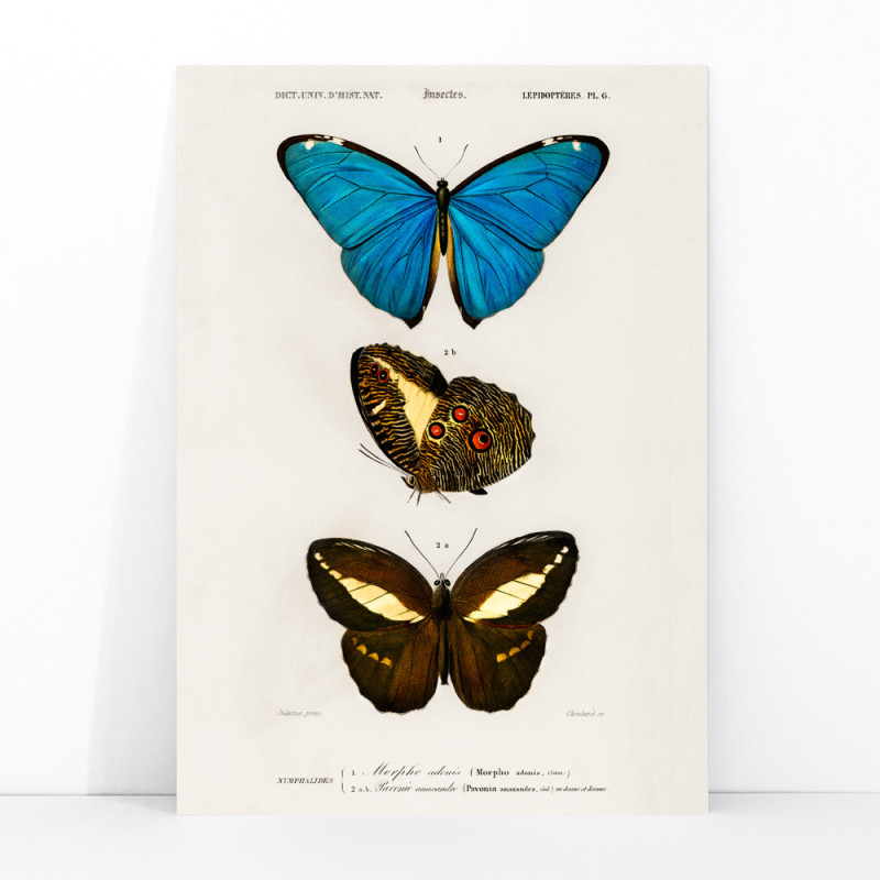 Blaue u. braune Schmetterlinge