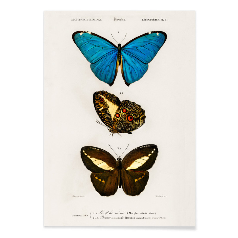 Papillons bleus et marron