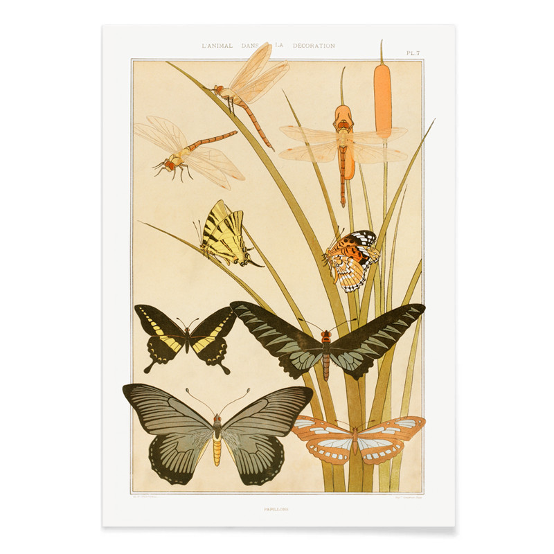 Mariposas y cañas