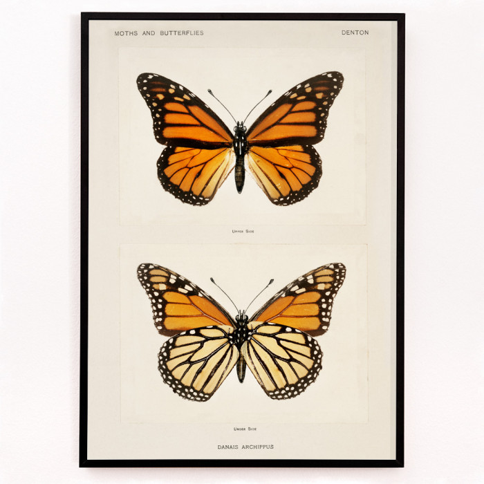 Papillon monarque