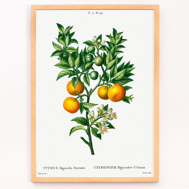 Oranges douces-amères