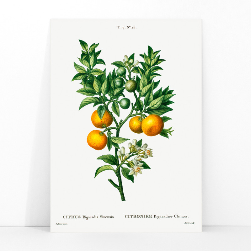 Oranges douces-amères
