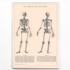 Esquelet humà