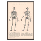 Esquelet humà