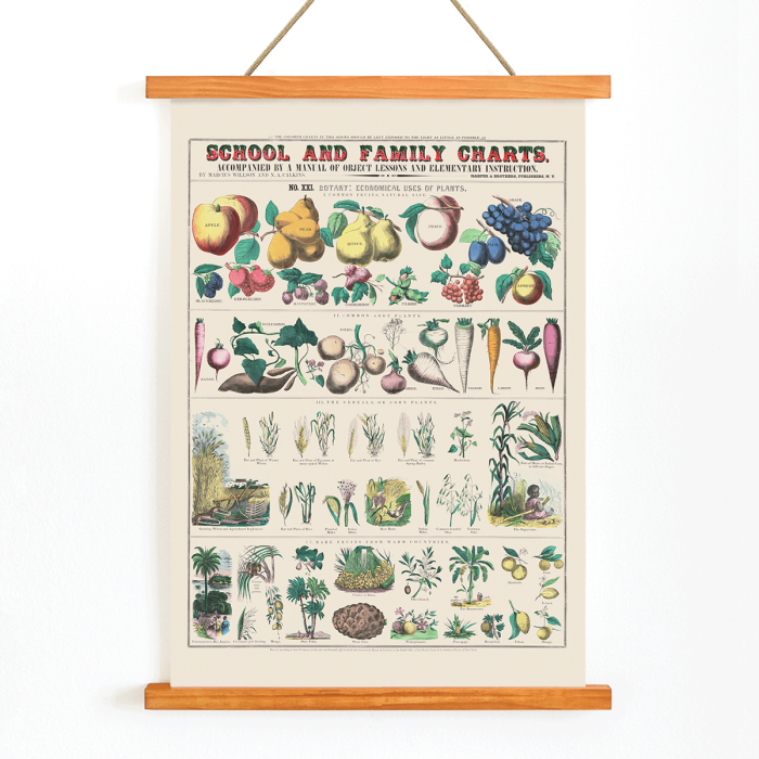 Botanical chart: Economical use of plants by Marcius Willson with illustrations of fruits vegetables and plants poster