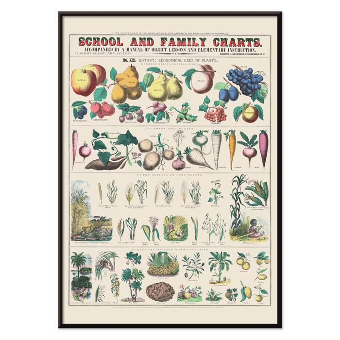 Botanical chart: Economical use of plants by Marcius Willson with illustrations of fruits vegetables and plants poster