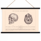 Crani humà