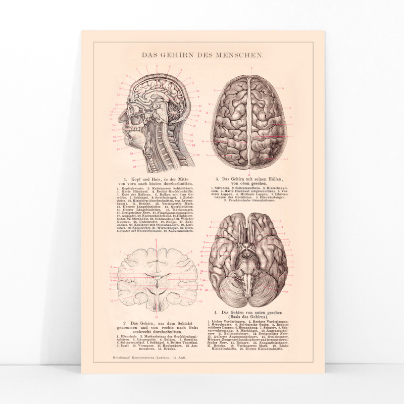 Cervell humà