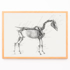 L&#39;anatomie du cheval