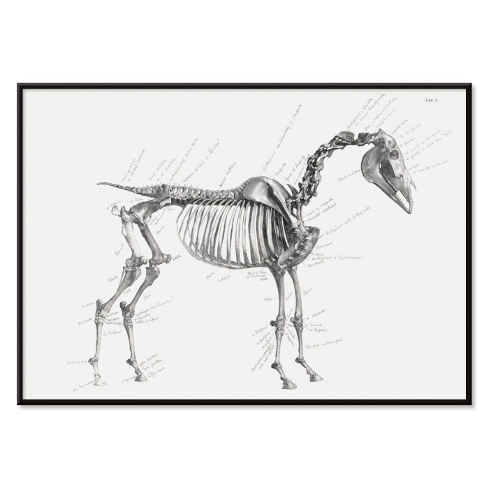 The anatomy of the horse