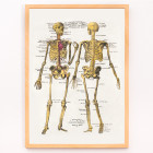 Plaques anatomiques