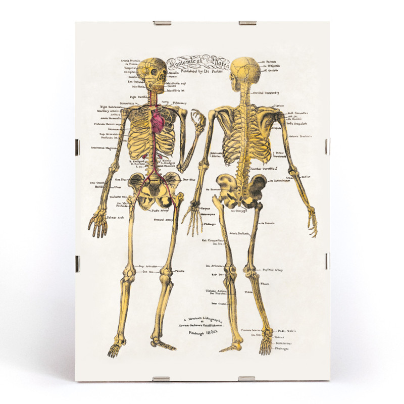 Placas anatómicas