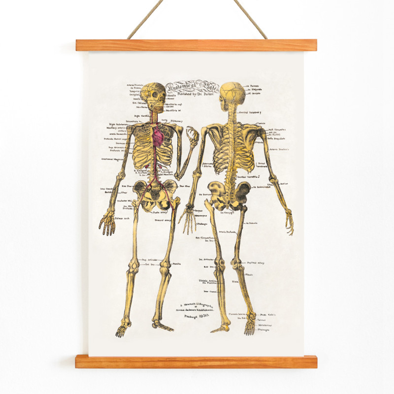 Tavole anatomiche