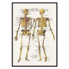 Placas anatómicas