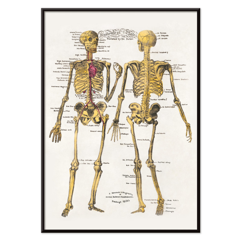 Plaques anatomiques