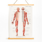 sistema nervioso humano